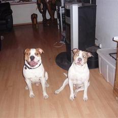 Amerikansk bulldog kettners Enzo