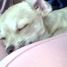 Chihuahua .··..··. Oscar.··..··. 