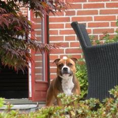 Staffordshire bull terrier Chloé