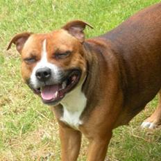 Staffordshire bull terrier Chloé