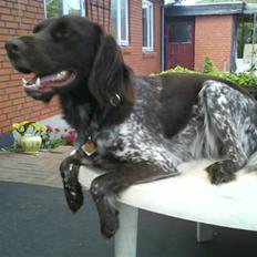 Kleiner münsterländer Arkie<3<3