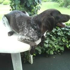 Kleiner münsterländer Arkie<3<3