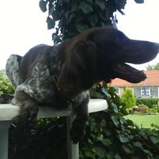 Kleiner münsterländer Arkie<3<3