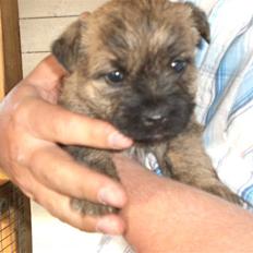 Cairn terrier Rossi