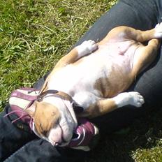 Amerikansk staffordshire terrier carlos