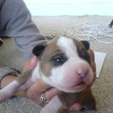 Amerikansk staffordshire terrier carlos