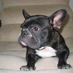 Fransk bulldog chanel