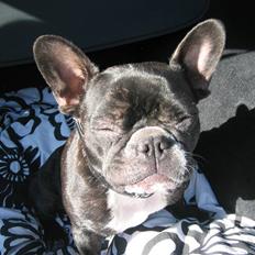 Fransk bulldog chanel