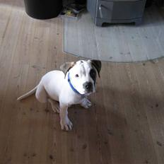 Amerikansk bulldog Mars tyson