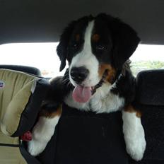 Berner sennenhund Zacho