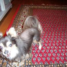 Chihuahua møffe