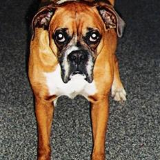 Boxer Sasha *Død*