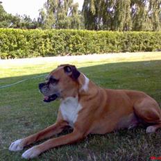 Boxer Sasha *Død*