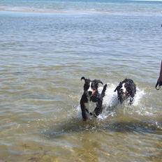 Berner sennenhund Zacho