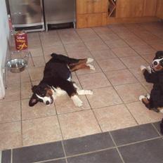 Berner sennenhund Zacho