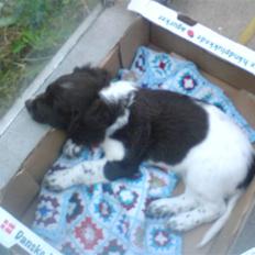 Kleiner münsterländer Zigga