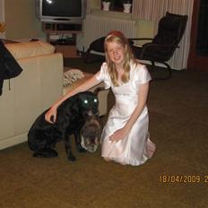 Labrador retriever Chili *formel 1*
