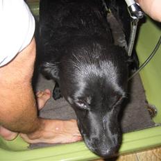 Labrador retriever Chili *formel 1*