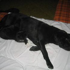 Labrador retriever Chili *formel 1*