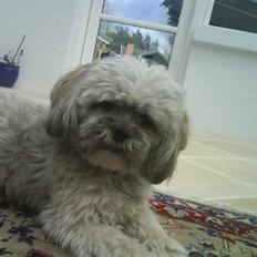 Lhasa apso Oskar