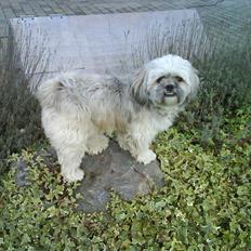Lhasa apso Oskar