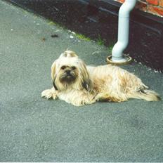 Blanding af racer Gismo