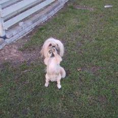 Blanding af racer Gismo