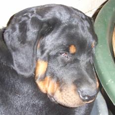 Rottweiler Mantos *RIP*