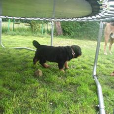 Rottweiler Mantos *RIP*