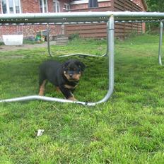 Rottweiler Mantos *RIP*