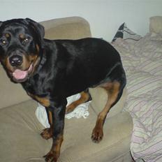 Rottweiler chico