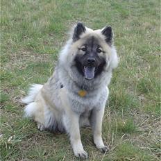 Eurasier Luna