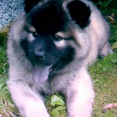 Eurasier Luna
