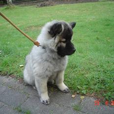 Eurasier Luna