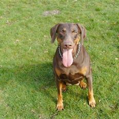 Blanding af racer R.I.P 2010 Bellis