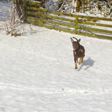 Blanding af racer R.I.P 2010 Bellis