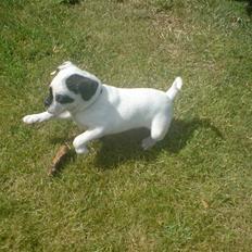 Blanding af racer Ozzy