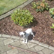 Blanding af racer Ozzy