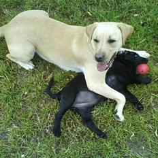 Blanding af racer SD Little Lucky Puma