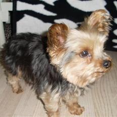 Blanding af racer Boby