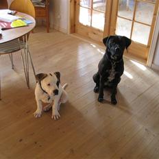 Amerikansk bulldog Mars tyson