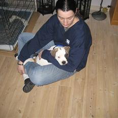 Amerikansk bulldog Mars tyson