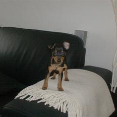Dvaergpinscher Rødkildes Chillum