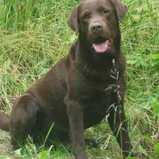 Labrador retriever Moselund´s Campino