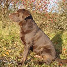 Labrador retriever Moselund´s Campino