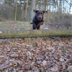 Labrador retriever Moselund´s Campino