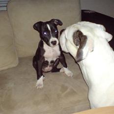 Amerikansk staffordshire terrier mille R.I.P