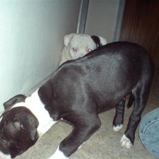 Amerikansk staffordshire terrier mille R.I.P