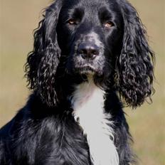 Cocker spaniel Sådan