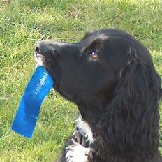 Cocker spaniel Sådan